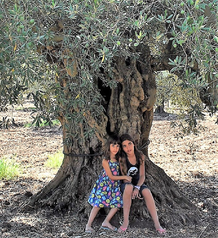 Un olivo e due bambine